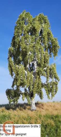 Birke Frühling mit Doppelstamm