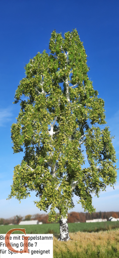 Birke Frühling mit Doppelstamm