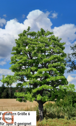 Feldahorn Frühling