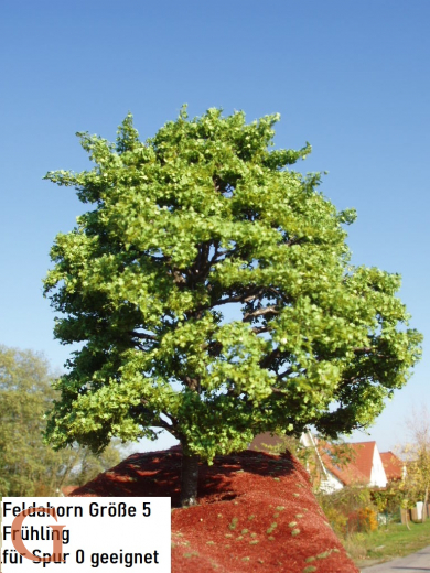 Feldahorn Frühling