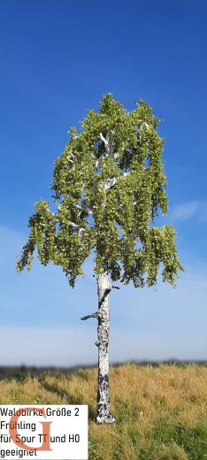 Waldbirke Frühling