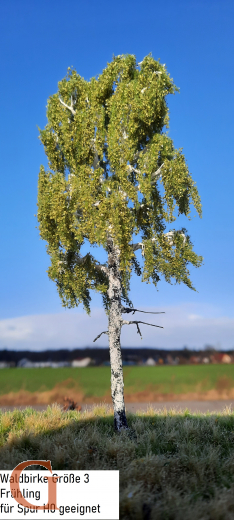 Waldbirke Frühling