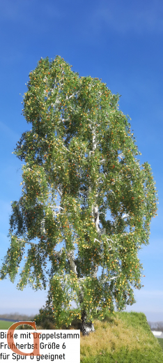 Birch with Branched Trunk Early Autumn