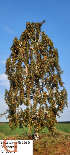 Birke Frühherbst