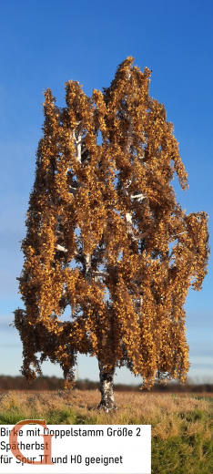 Birch with Branched Trunk Late Autumn