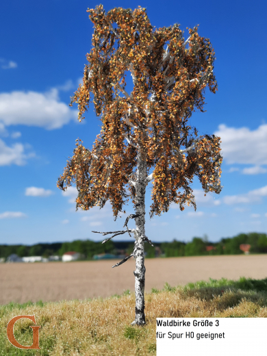 Forest Birch Late Autumn