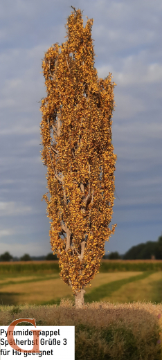 Lombardy Poplar Late Autumn