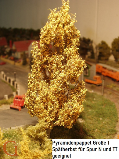 Lombardy Poplar Late Autumn