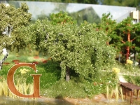 Weeping Willow Summer