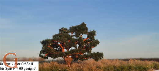 Crippled Pine