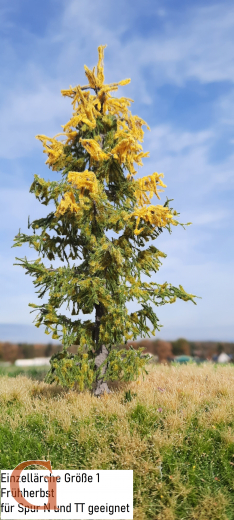 Larch Early Autumn