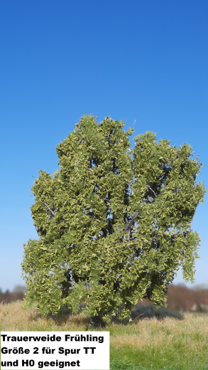 Trauerweide Frühling