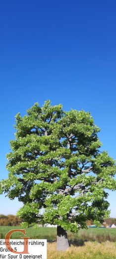 Eiche Frühling