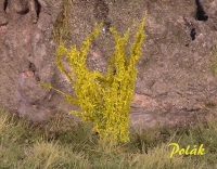 Tall Shrubs, Flowering, Laburnum Yellow
