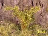 Tall Shrubs, Flowering, Ocher