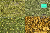 Birch Foliage Spring 1 : 45+