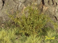 Tall Shrubs, Fine, Savannah Green