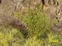 Tall Shrubs, Fine, Birch Green