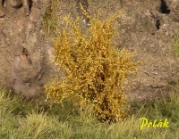 Tall Shrubs, Finest, Dark Orange