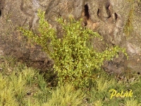 Tall Shrubs, Fine, Aspen Green