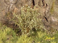 Tall Shrubs, Fine, Willow Green