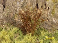 Hohe Sträucher, fein, trockene Eiche