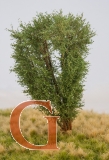Laubbaum, 13 cm, savannengrün