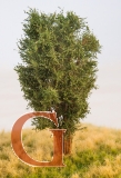 Laubbaum, 13 cm, eichengrün
