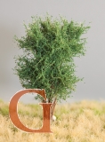 Deciduous Tree, 10 cm, Beech Green