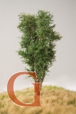 Deciduous Tree, 13 cm, Beech Green