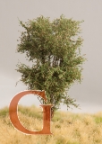 Laubbaum, 10 cm, Herbstlaub, Variante 3