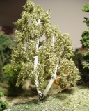 Birke Sommer mit Doppelstamm