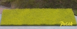 Blooming Rapeseed Field, XL