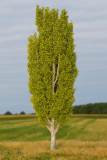 Pyramidenpappel Frühherbst