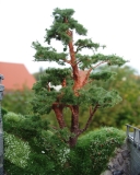 Kiefer verzweigter Stamm