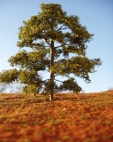 European Beech Summer