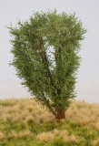 Deciduous Tree, 13 cm, Savanna Green