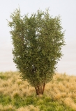 Albero deciduo, 13 cm, verde misto