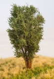 Árbol de hoja caduca, 13 cm, verde roble