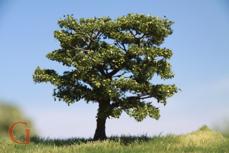 Apfelbaum Sommer