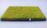 Canola Field, Blossoming (Nominal Size 0), XL