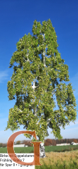 Birke Frühling mit Doppelstamm