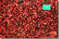 Maple Foliage Red Late Autumn 1 : 87