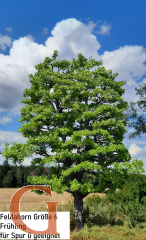 Field Maple Spring