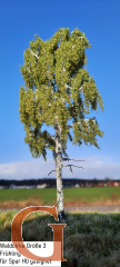 Waldbirke Frühling