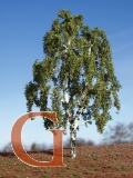 Birch with Branched Trunk Summer