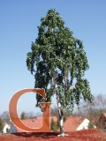 Birch with Branched Trunk Summer