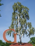 Birch with Branched Trunk Summer