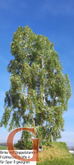 Birch with Branched Trunk Early Autumn