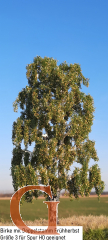 Birch with Branched Trunk Early Autumn